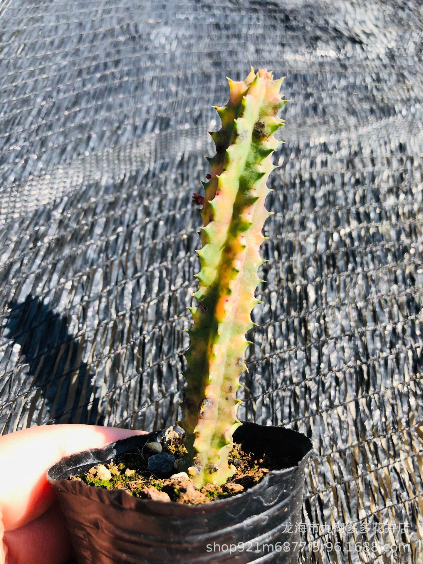 多肉绿植 大花犀牛角锦 自然锦 仙人球 盆栽