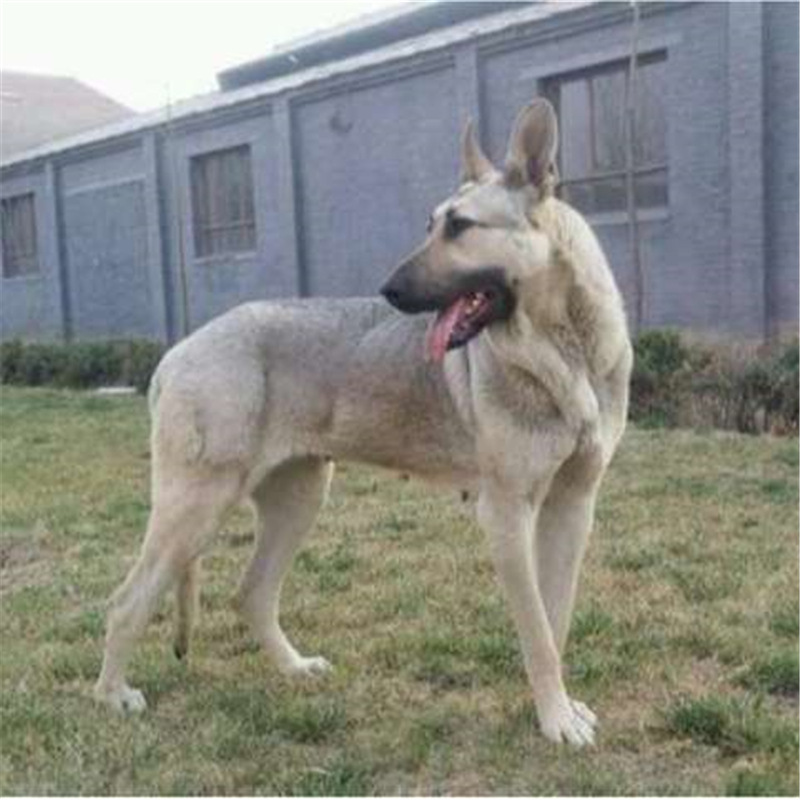 纯种中华狼青幼犬大型狼犬家养巨型狼犬疫苗齐全犬舍直销健康狗狗