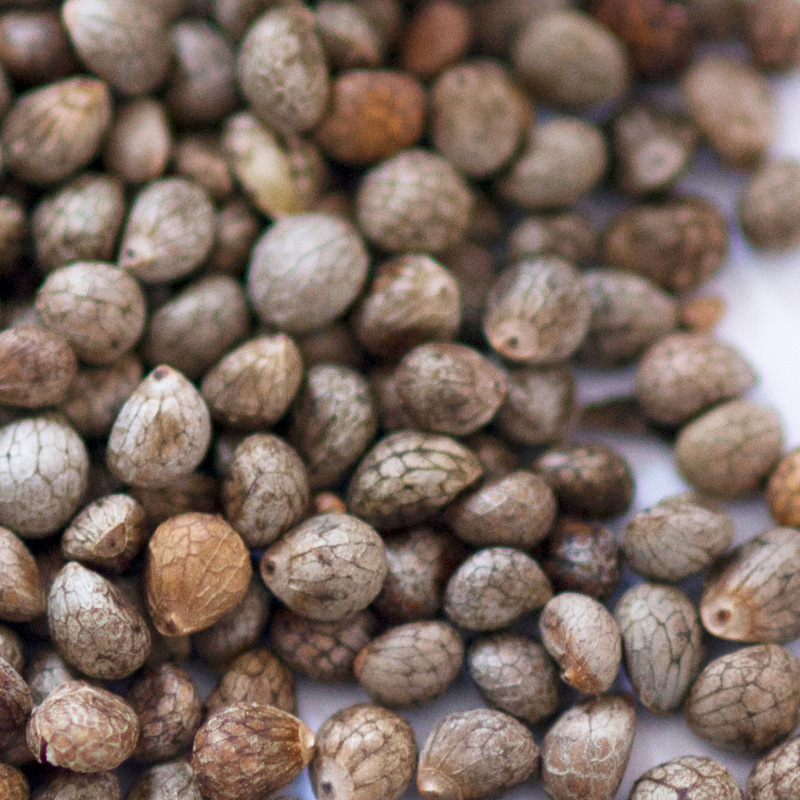 出口紫苏籽 灰苏 东北辽宁丹东产地 产油苏子榨油 灰苏籽