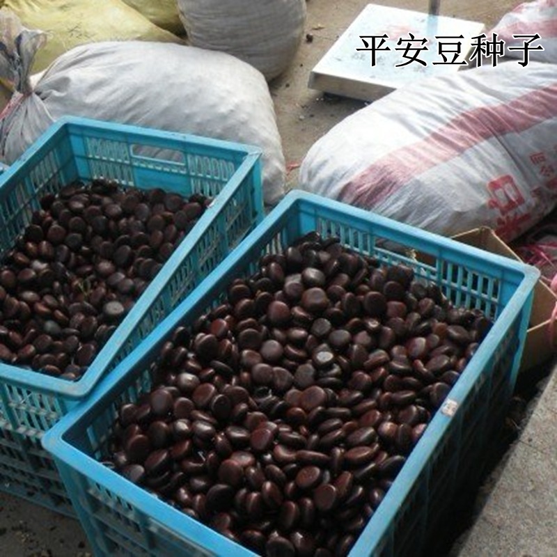 优质平安豆种子 龙豆种子 罗汉豆种子 九龙藤种子 中药材种 包邮