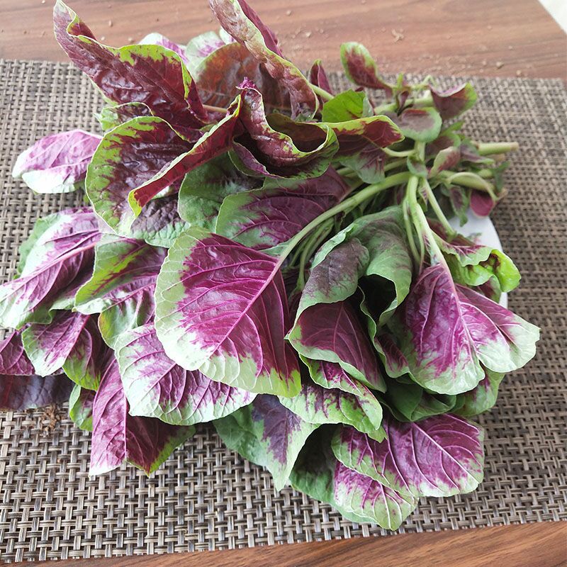 红苋菜新鲜当季农家种植山东省红叶野菜带箱5斤装放心菜一件代发