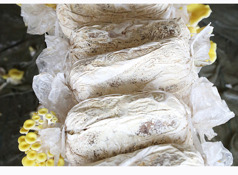 榆黄菇菌菇种植菌包家庭室内菌种量大从优新鲜鸡油菌可使用菌种