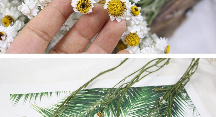 洋甘菊 金包菊干花 天然真花自然风干装饰摆设倒挂干花云基地直发