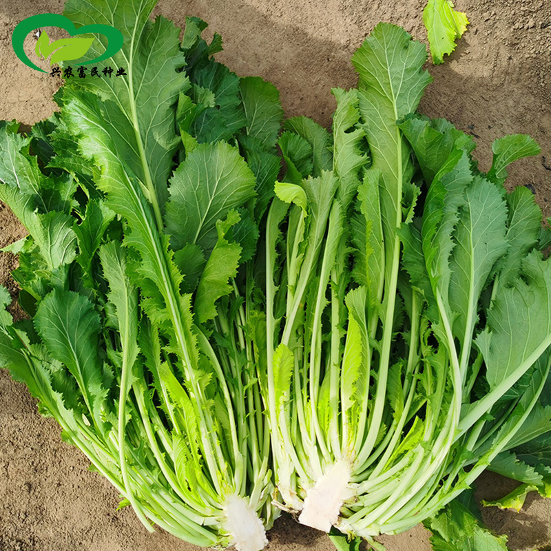 雪里蕻九头鸟种子农田菜园基地阳台中熟芥辣味浓雪里蕻蔬菜籽