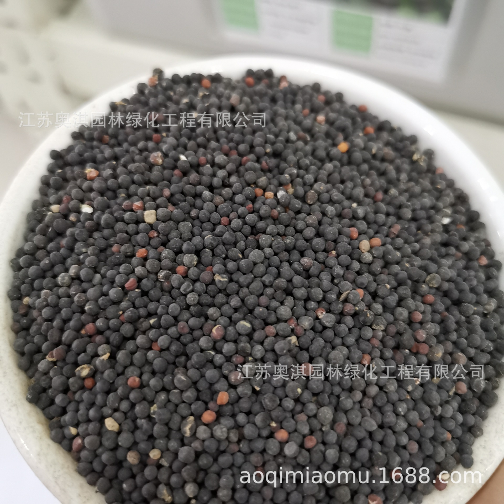 王不留行种子王不留种麦蓝子麦蓝菜籽留行籽批发量大