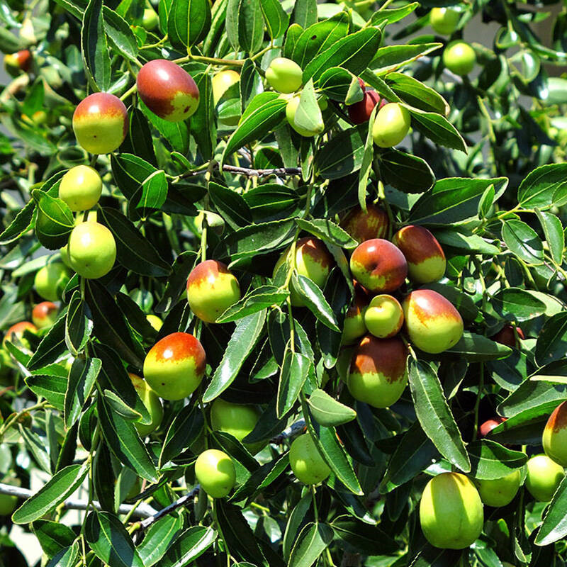 金丝枣树苗根系发达全国枣树苗可南北方种植枣树苗