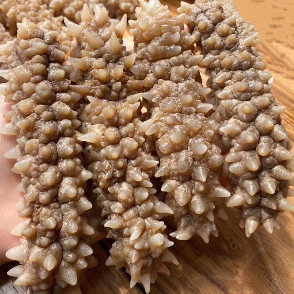 即食海参即食黄金刺参白金刺参即食海参批发