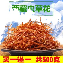 西藏虫草花干货泡酒孢子头250/500g虫草新鲜煲汤料