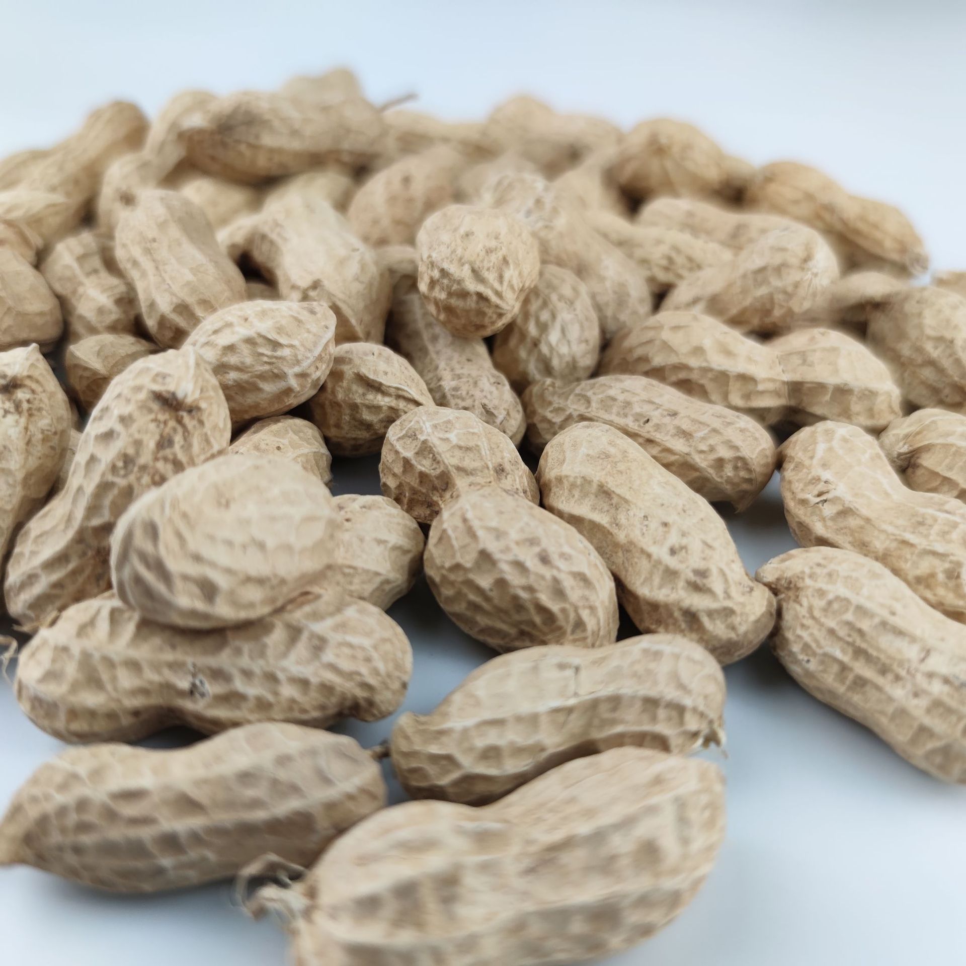 20年新货手工精选带壳花育25花生种子花育二十五芽苗菜种植花生芽