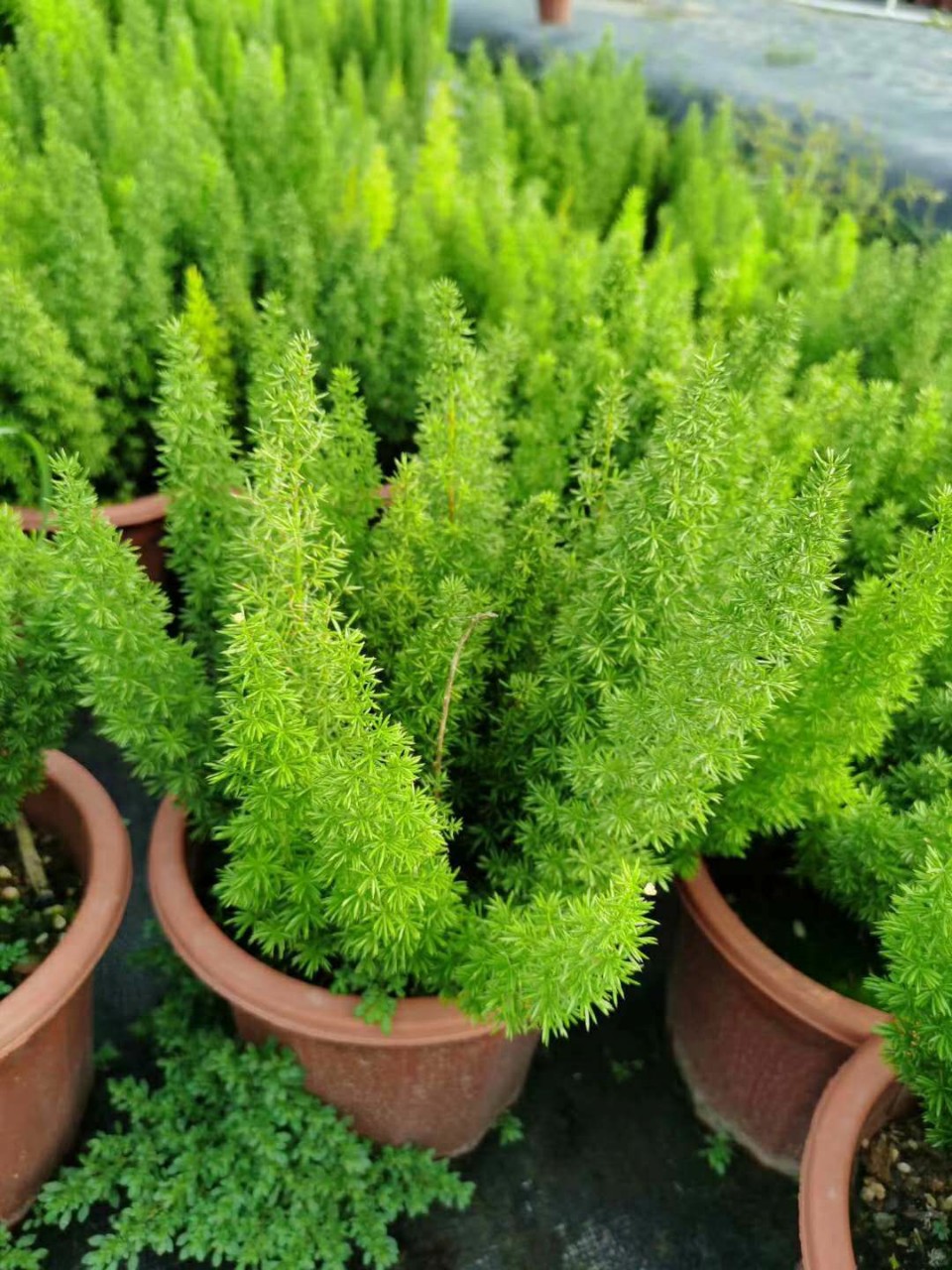 狐尾天门冬盆栽狐尾武竹广东产地苗木批发