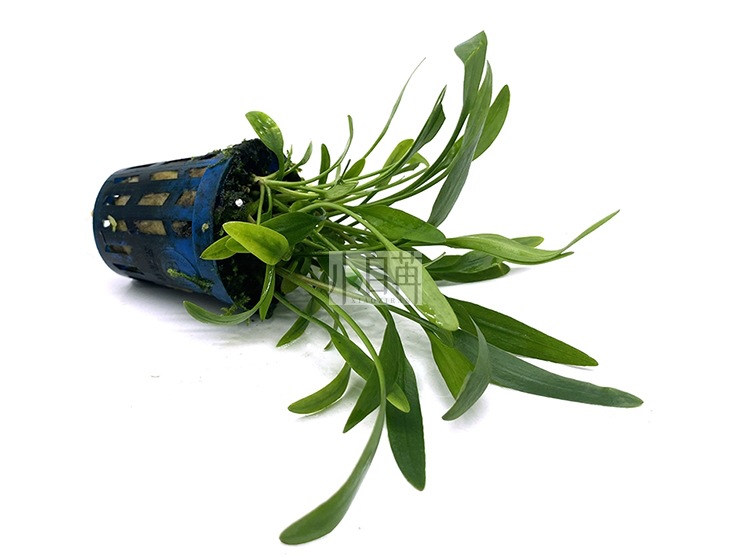 泰国青椒迷你椒草椒草水草活体批发鱼缸造景真水草装饰水族箱观赏