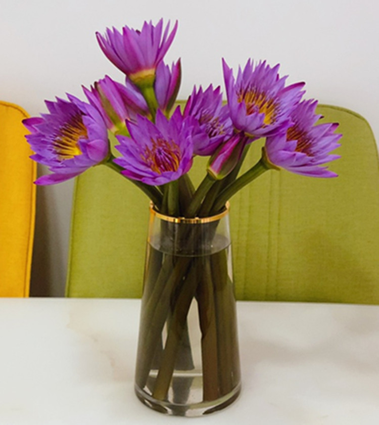 云南昆明【睡莲蓝紫色10支】鲜花 供佛用花 10支一扎 直发批发