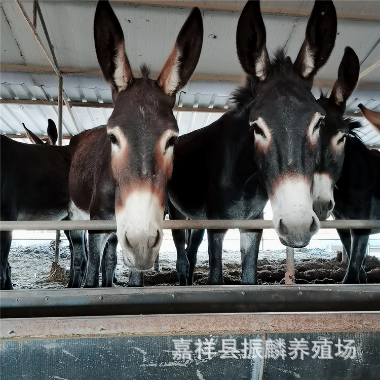 德州肉驴养殖场 育肥肉驴驹 德州驴母驴 德州肉驴苗种公驴养殖场