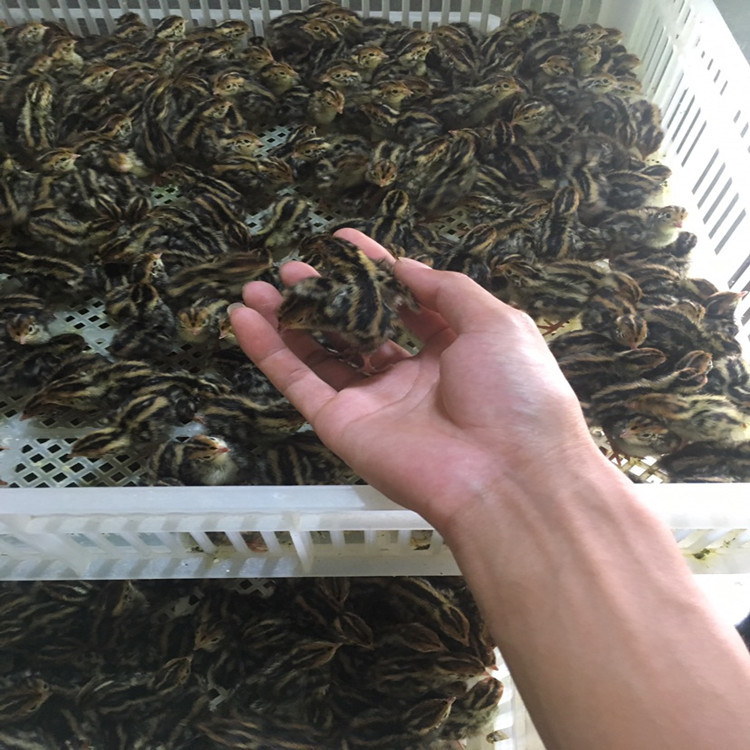 新疆肉鸽价格-新疆肉鸽价格厂家,品牌,图片,热帖-阿里巴巴