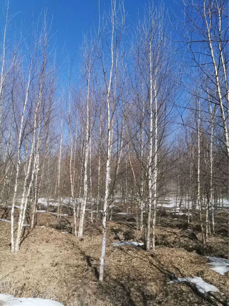 丛生白桦白桦树小树515公分大堆白桦工程乡村绿化行道树白桦林