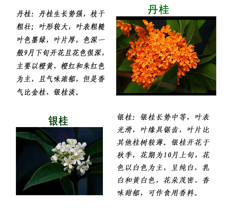 桂花树苗园林绿化庭院花香绿化工程苗木金桂丹桂四季桂八月桂包邮