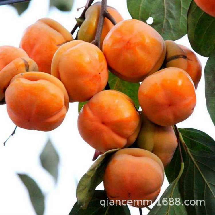 一件代发供应优质柿子树苗日本甜柿子树苗 脆柿子磨盘柿子苗 品种