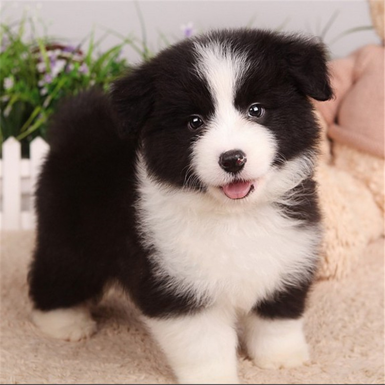 境牧羊犬幼犬高智商边牧黑白三通犬舍直销边牧犬宠物狗活体边牧犬