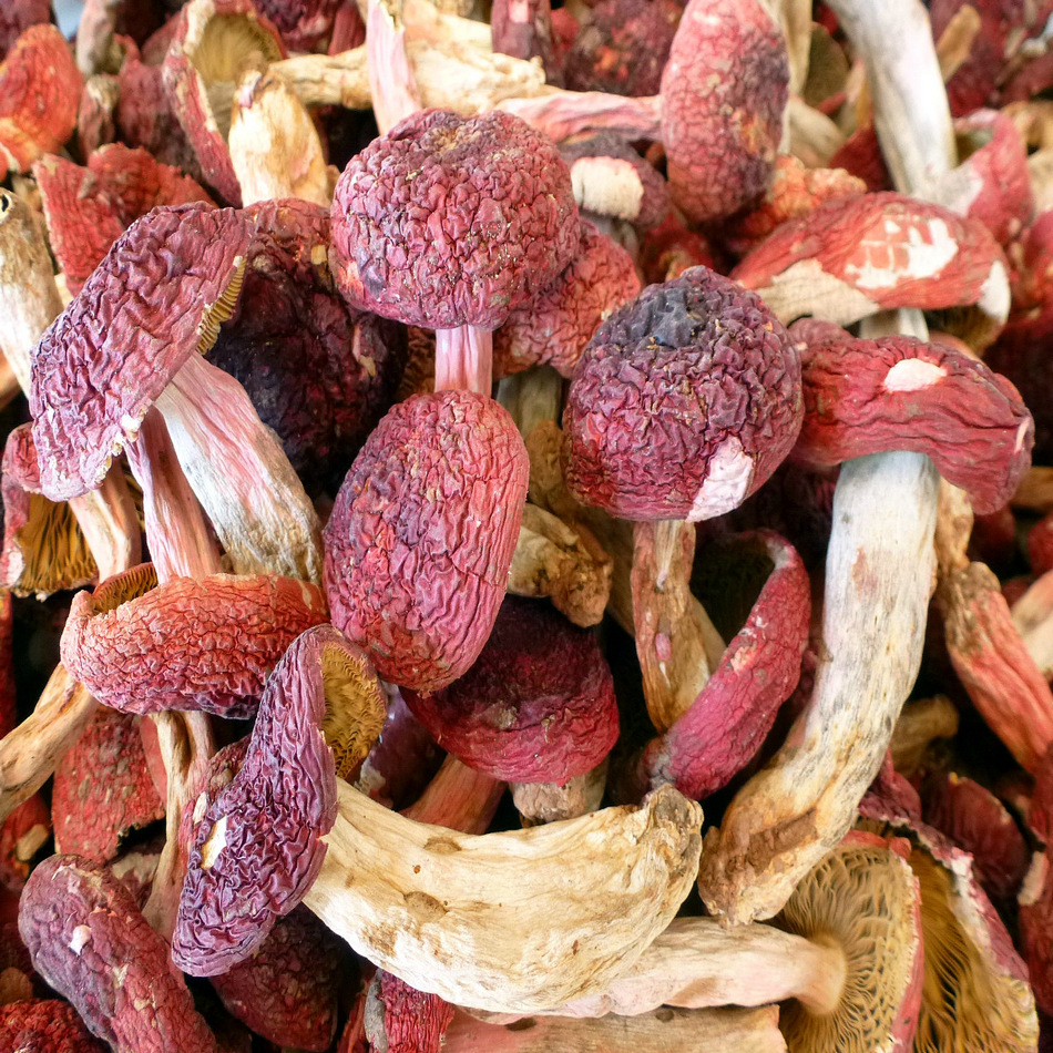 【裕菌隆】 红菇 野生红菇 红菇批发 野生红蘑 云南真红菇 大标菇