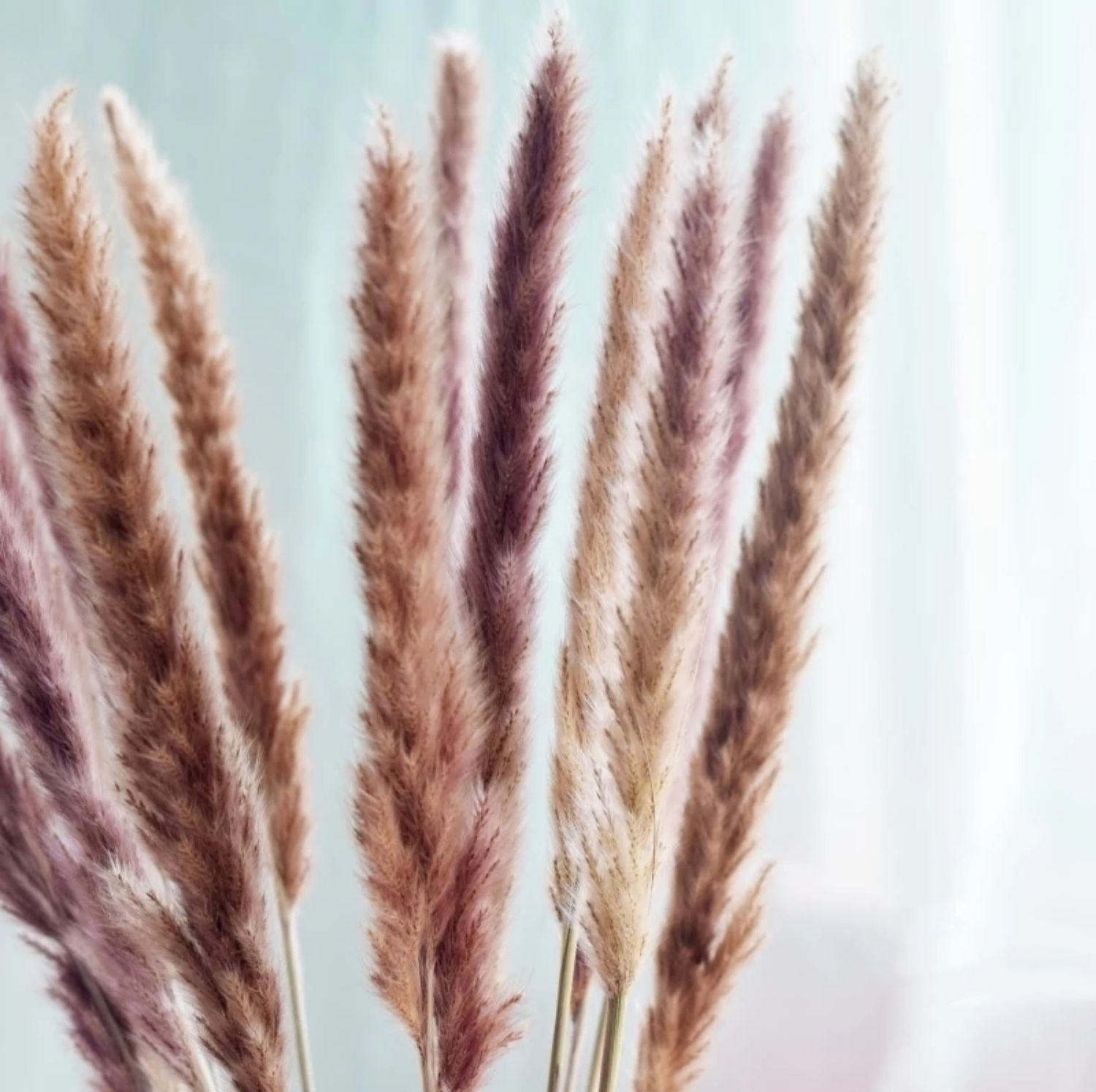 厂家现货小芦苇干花批发芦苇干花装饰芦亚马逊永生花跨境供货