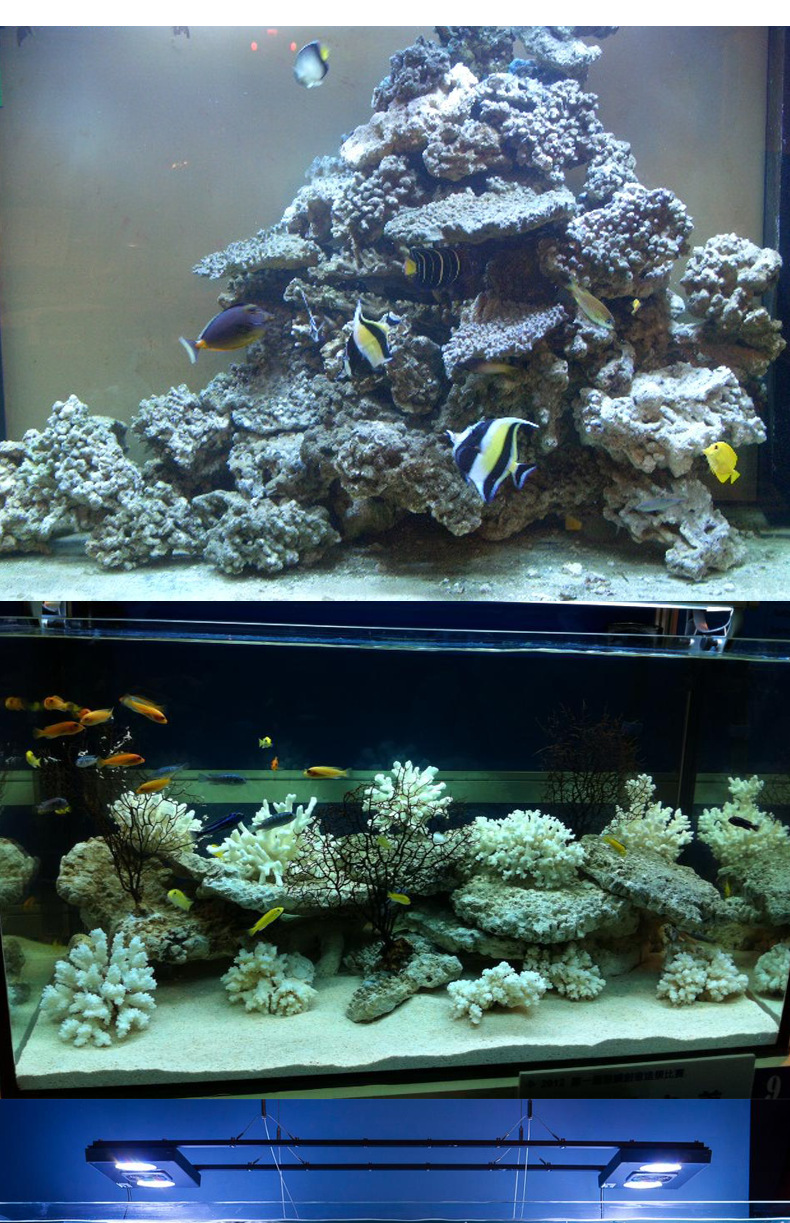 珊瑚石 珊瑚骨水族工程鱼池过滤海鲜池海洋馆过滤材料