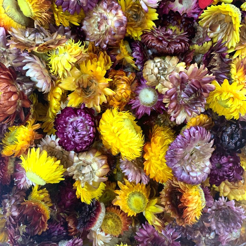 天然植物干花 七彩麦秆菊花头 工艺品 软装配草