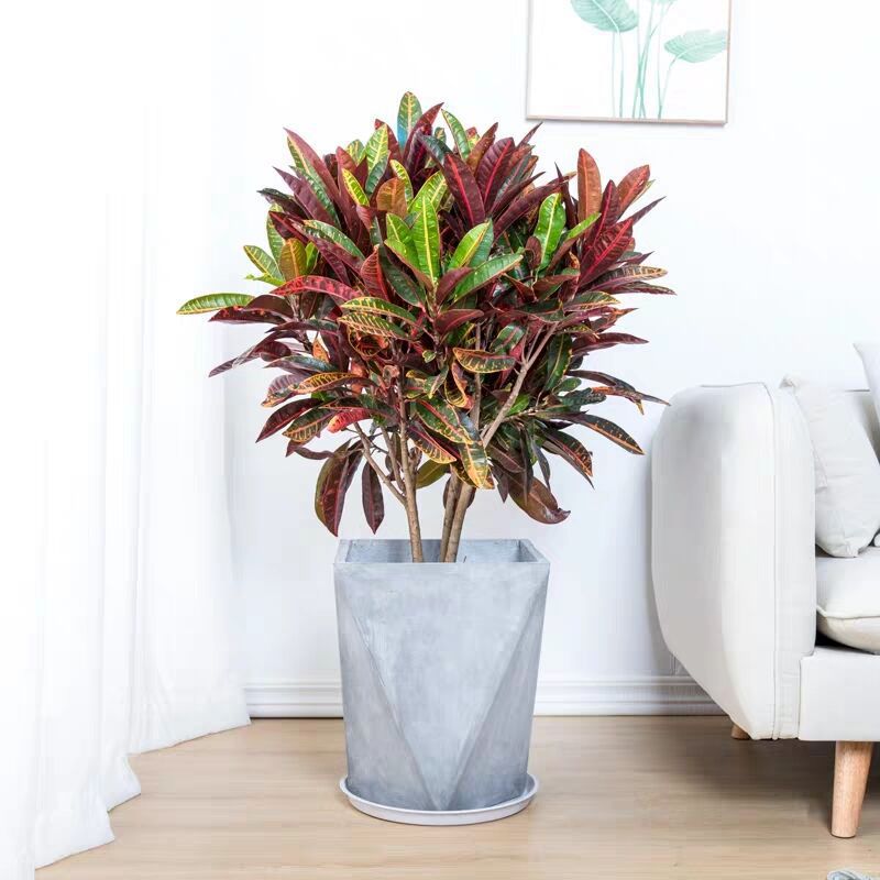 变色木 大型室内盆栽花卉四季常青盆景七彩变叶木植物 吸甲醛