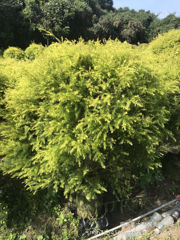 湖北千层金球1米高 黄金宝树基地 贵州黄金香柳球 浙江千层金价格