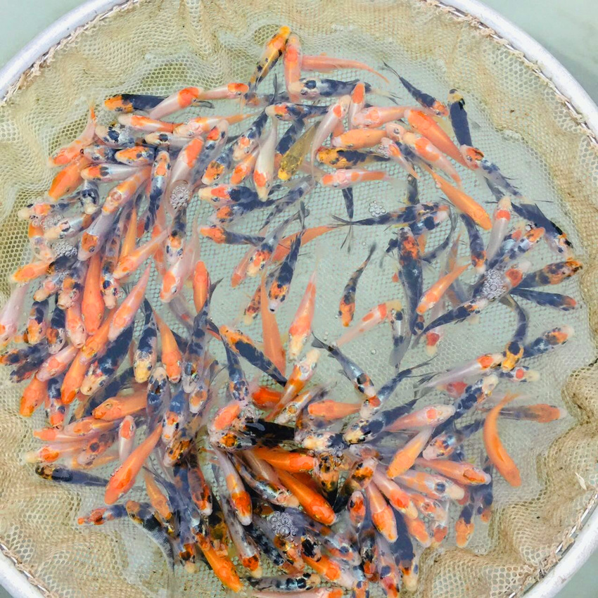 渔场直供批发锦鲤鱼苗入门小规格4~6cm规格普通一选锦鲤鱼苗