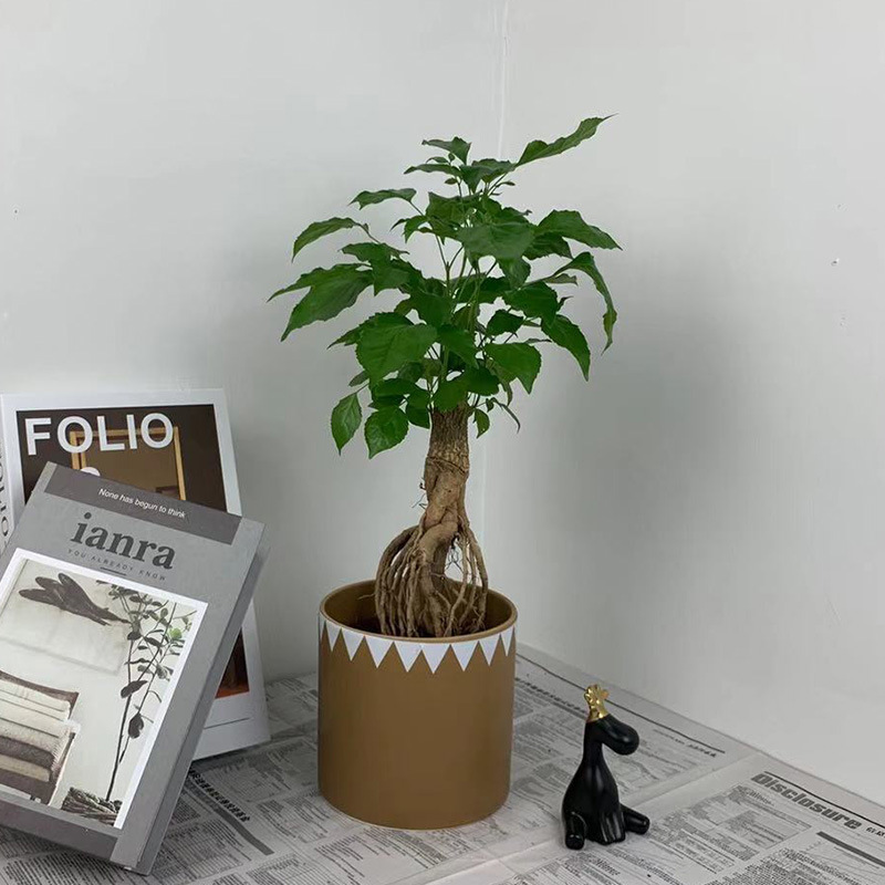 提根绿宝盆栽幸福树盆景净化空气办公室内植物净化空气常绿植花卉