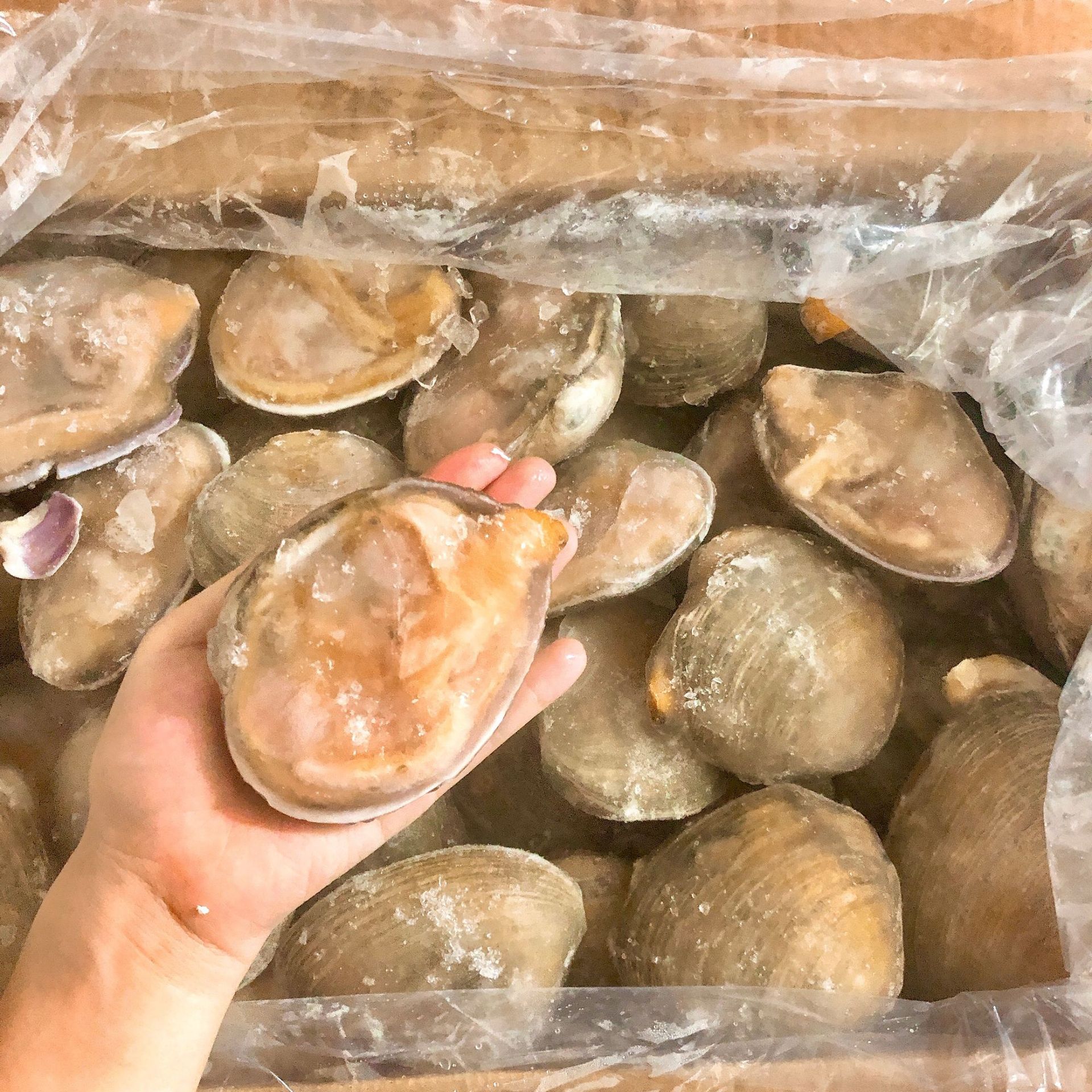 天鹅蛋 大贝壳 大海螺 大花蛤半壳贝壳海鲜自助餐冷冻 1箱16斤