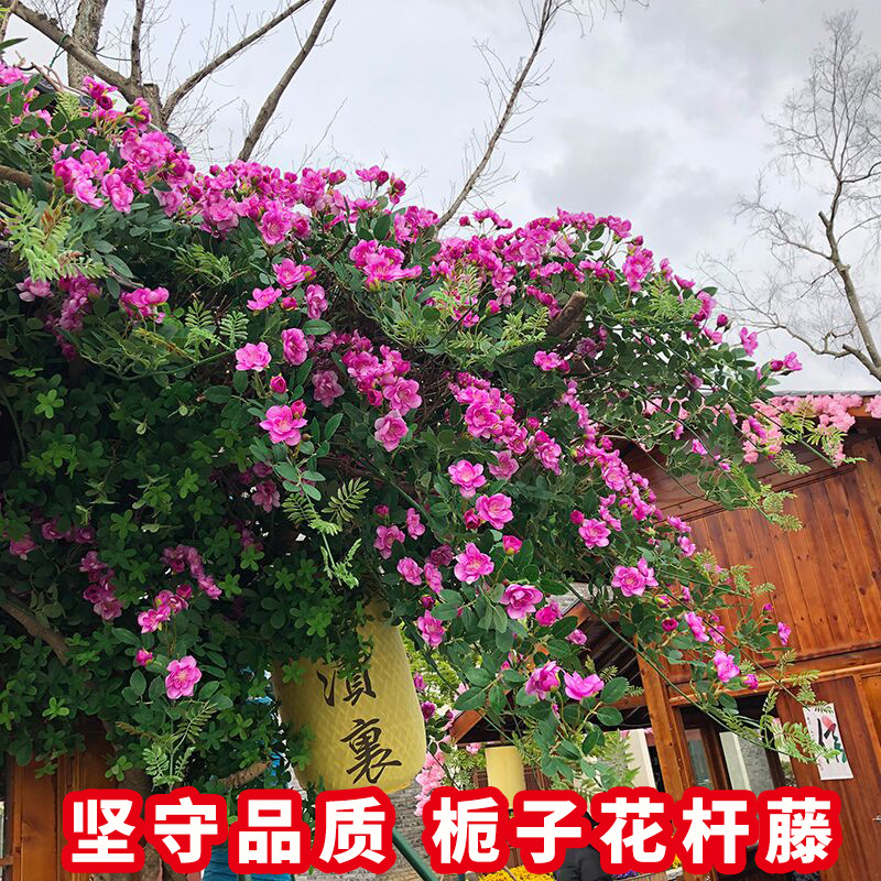 Artificial Rose Vine Gardenia Vine Rattan Decorative Winding Air Conditioning Wall Plastic Flowers Blocking Factory Wholesale