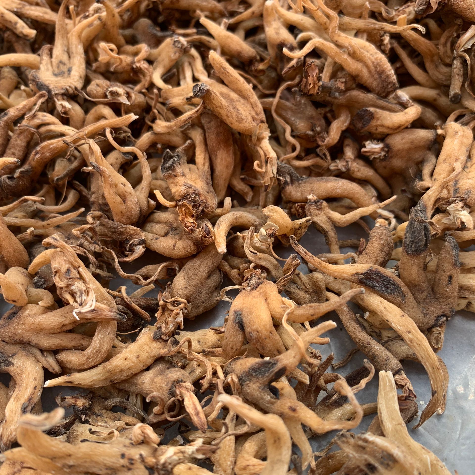 常富中药材 手掌参 佛手参 货干无杂 提供大量现货 价格优惠