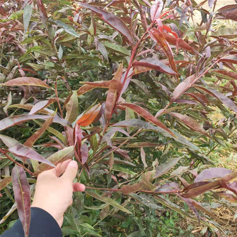 苗圃直销嫁接桃树苗 紫叶冬桃苗 傲雪冬桃苗 十颗起批