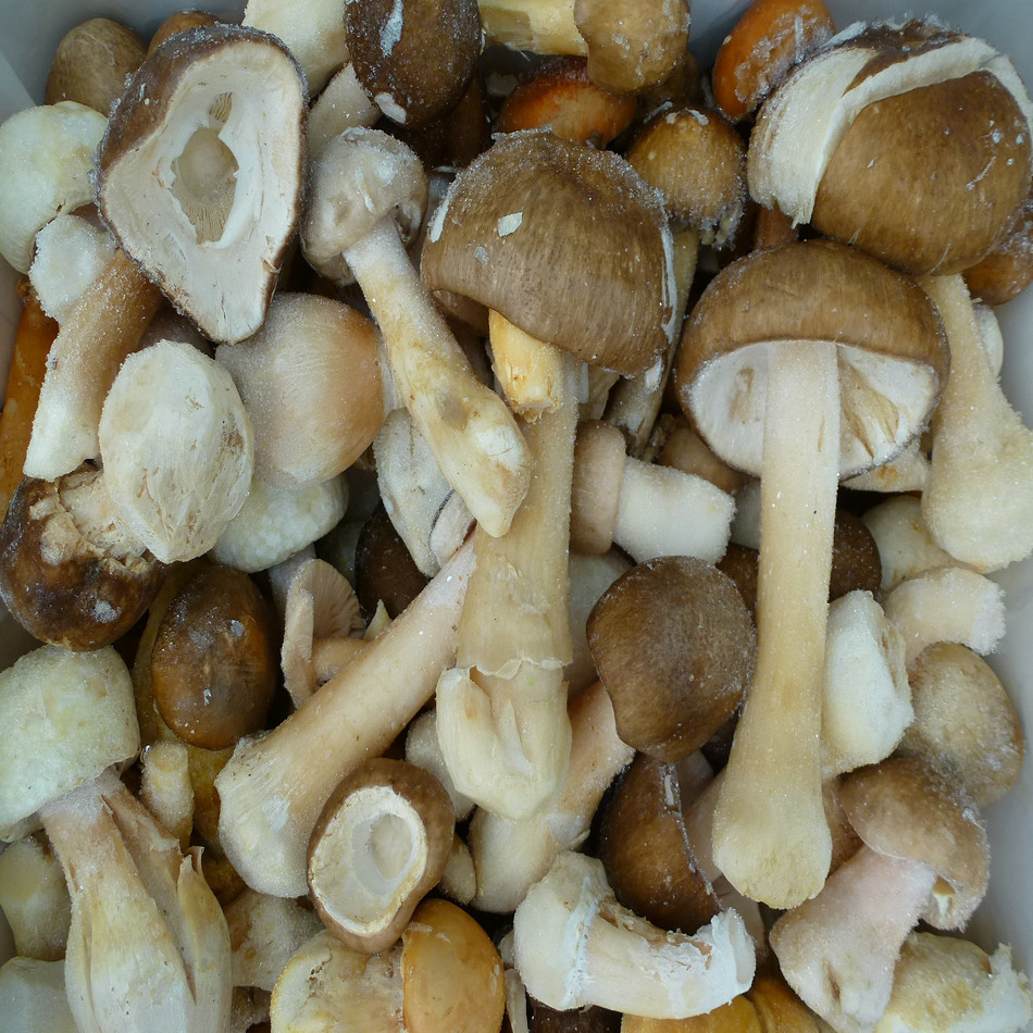 【裕菌隆】 白鸡枞冻品 野生菌白鸡枞 白落伞批发 火锅店野生菌