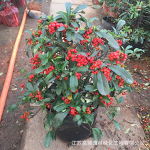 基地批发火棘树苗盆栽树桩 观果植物阳台客厅庭院 火棘盆景苗