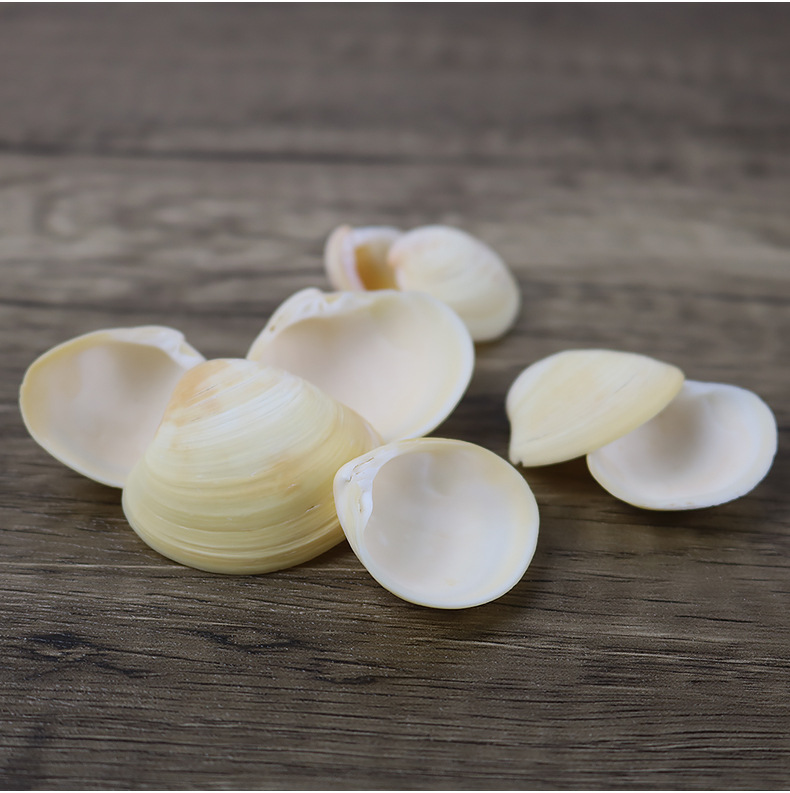 厂家供应天然黄色贝壳海螺工艺贝壳原料鱼缸鸡蛋贝diy漂流瓶一斤