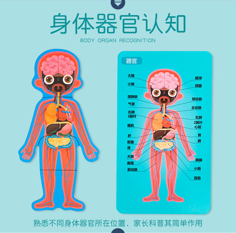 身体结构拼图人体认知拼图男孩女孩儿童安全教育木制益智玩具