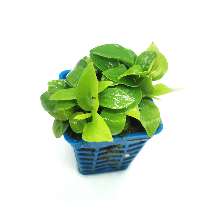 观赏真水草活体迷你黄金榕 鱼缸水族箱造景草场批发迷你黄金榕