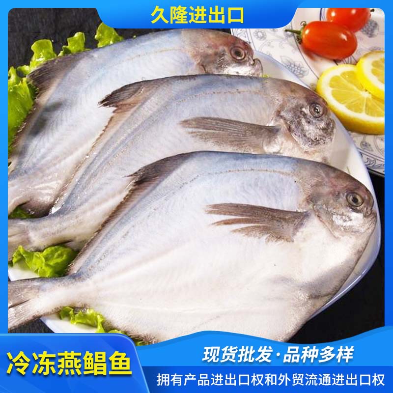 威海水产供应冷冻海鲜水产冷冻燕鲳鱼 深海燕子鲳鱼烧烤餐饮直供