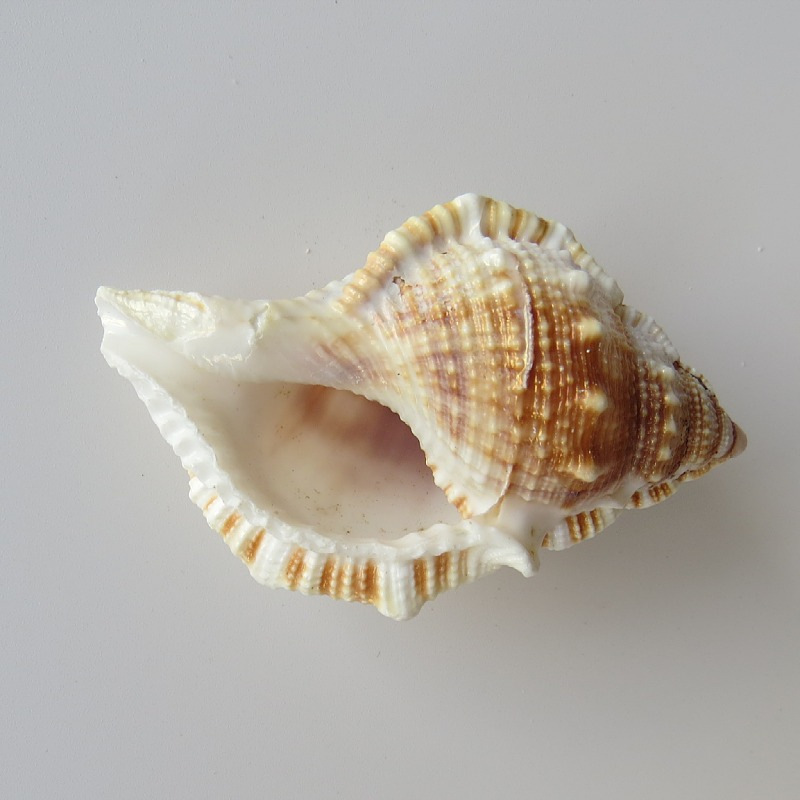 自然海螺贝壳短刺螺鱼缸水族箱造景装饰婚庆家居地台地中海橱窗