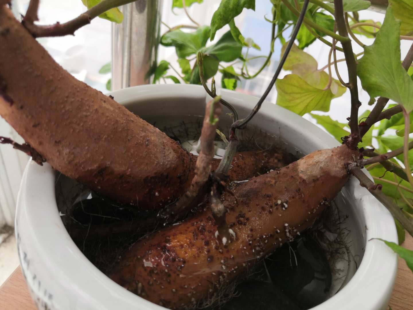 不管你们信不信,我的山药长出山药豆啦