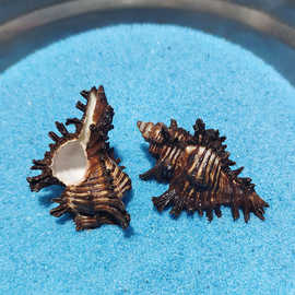 褐棘螺天然标本玫瑰千手红口螺鱼缸装饰热带海螺贝壳热门收藏批发