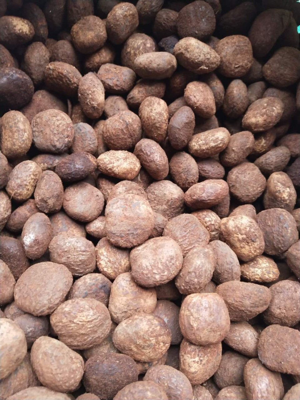 大别山油桐籽出油率高