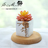 Artificial flower simulation Succulent plants bonsai Plastic Green plant originality Decoration Manufactor Supplying Artificial Flower One piece On behalf of Artificial flower simulation Succulent plants bonsai Plastic Green plant originality Decoration Manufactor Supplying Artificial Flower One piece On behalf of