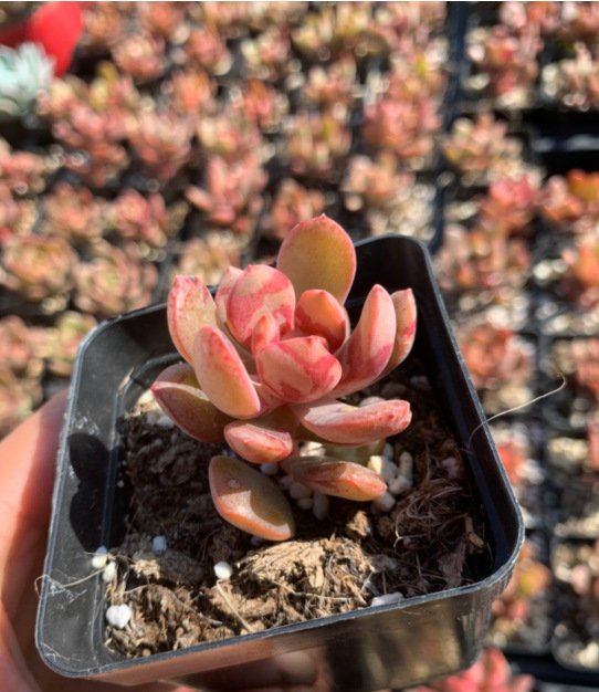 天羽多肉 砍头苗 玉娇龙 新品多肉 多肉种苗 批发 大棚基地