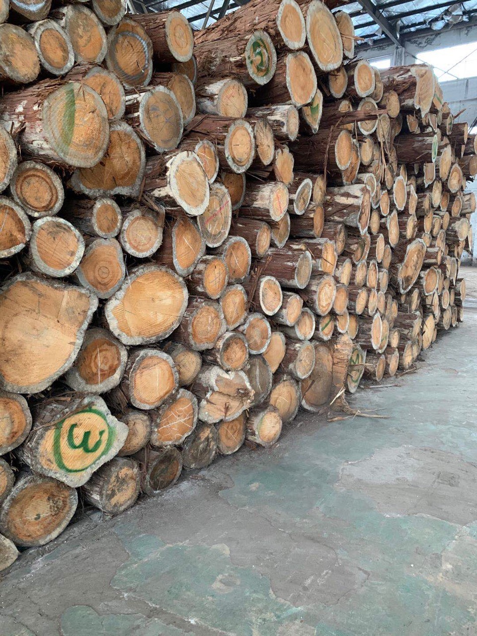 批发零售桧木 日本桧木原木木材 刺柏木木料 桧木板材