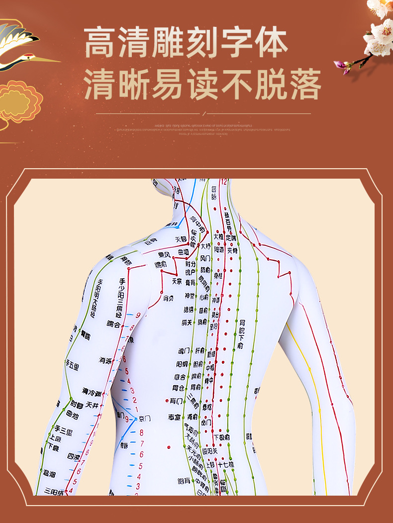 人体经络穴位模型针灸参考教学模型软质清晰刻字