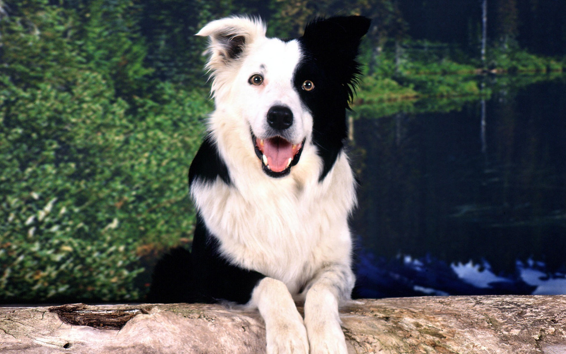 边境牧羊犬纯种幼犬陨