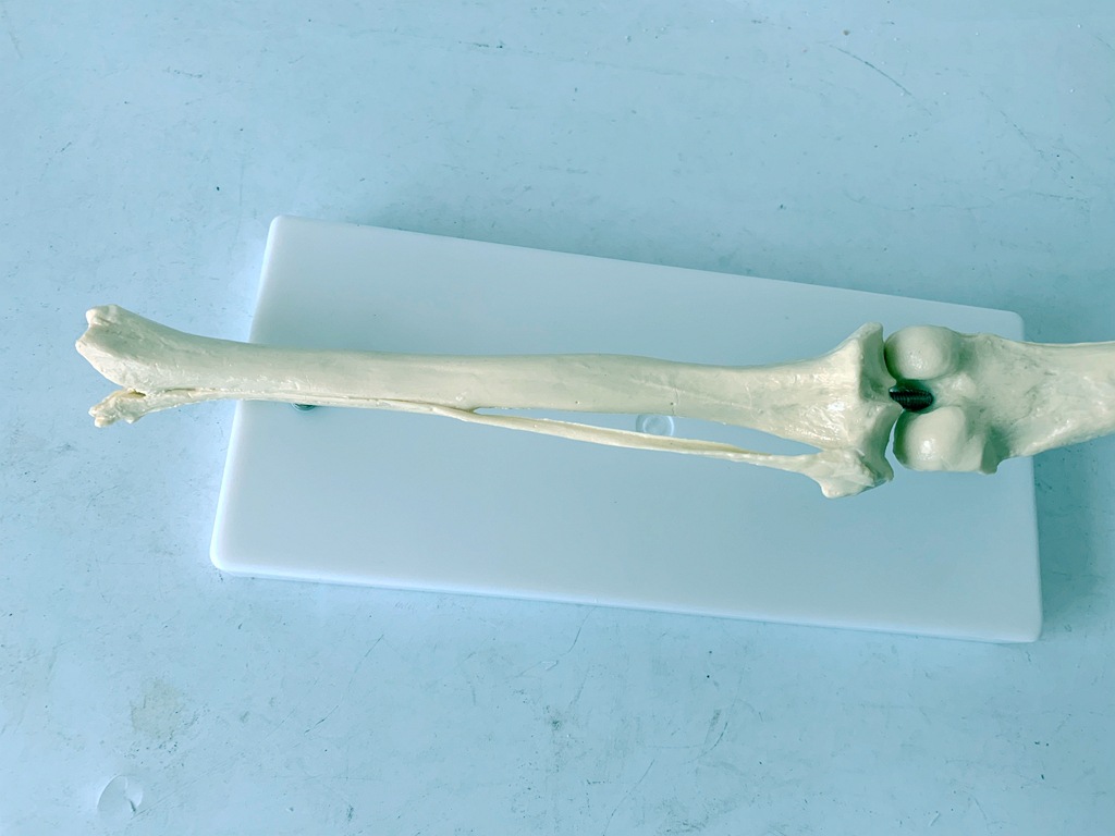 狗骨骼关节模型 狗后肢骨 犬后肢骨关节演示 犬后腿骨骼演示教具